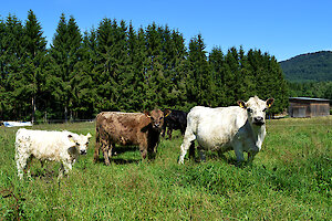 Pferde im Hotel Tonihof im Bayerischen Wald